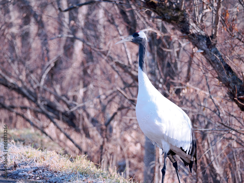 Fototapeta premium 丹頂鶴のクローズアップ