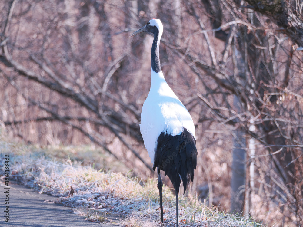 Fototapeta premium 丹頂鶴のクローズアップ