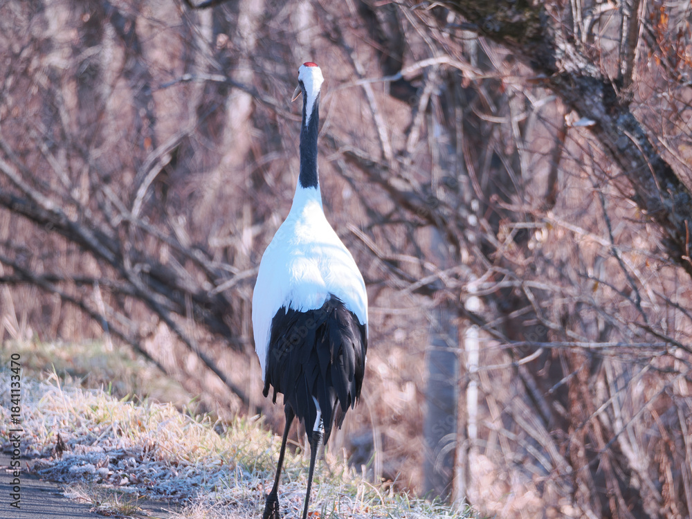 Fototapeta premium 丹頂鶴のクローズアップ