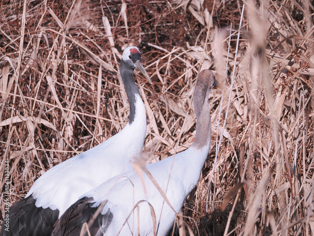 Fototapeta premium 親子の丹頂鶴