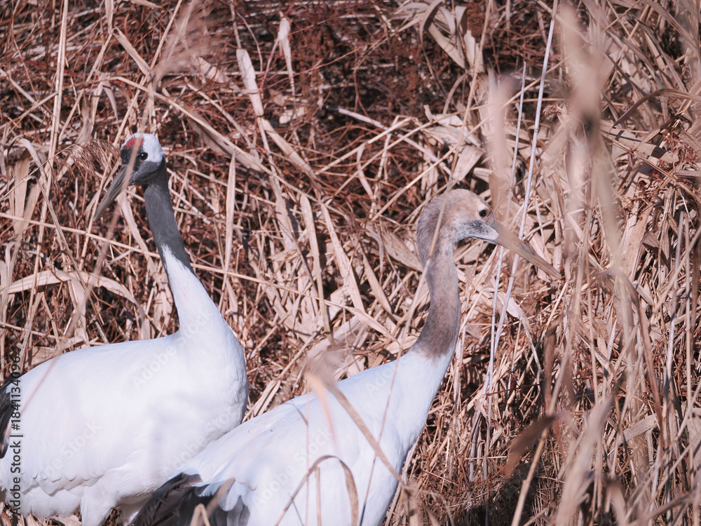 Fototapeta premium 親子の丹頂鶴