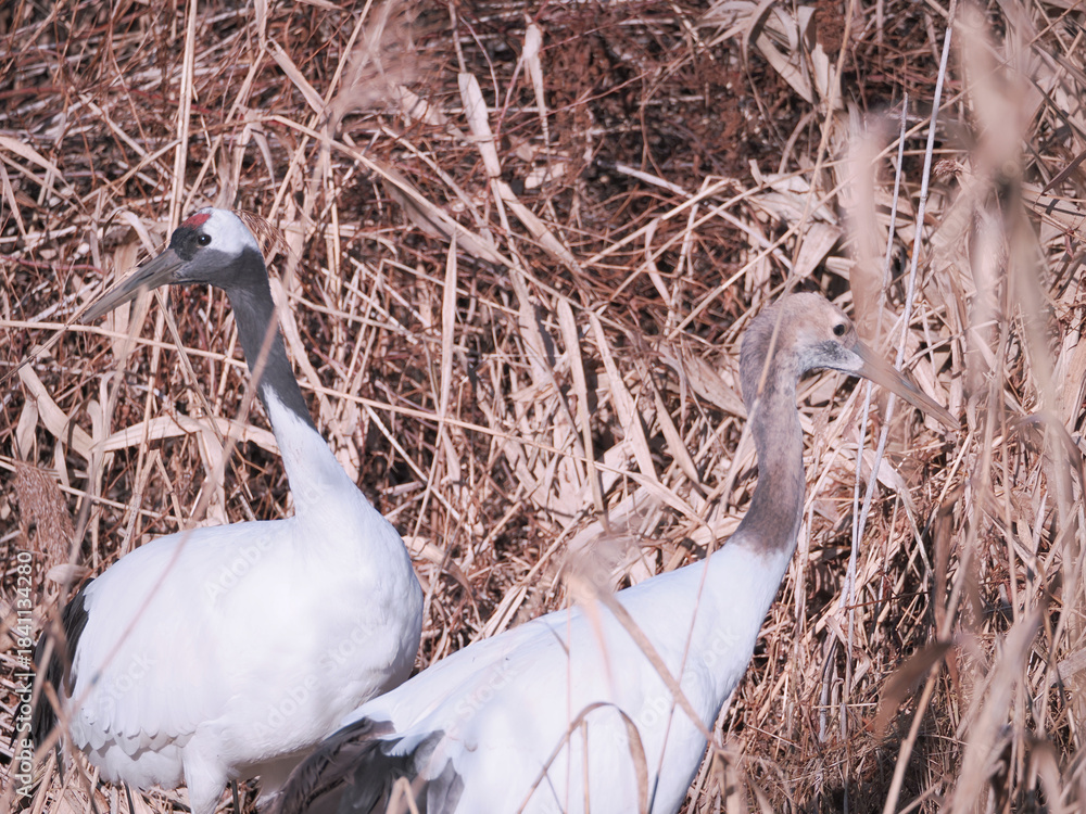 Fototapeta premium 親子の丹頂鶴