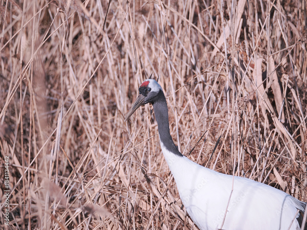 Fototapeta premium 丹頂鶴のクローズアップ