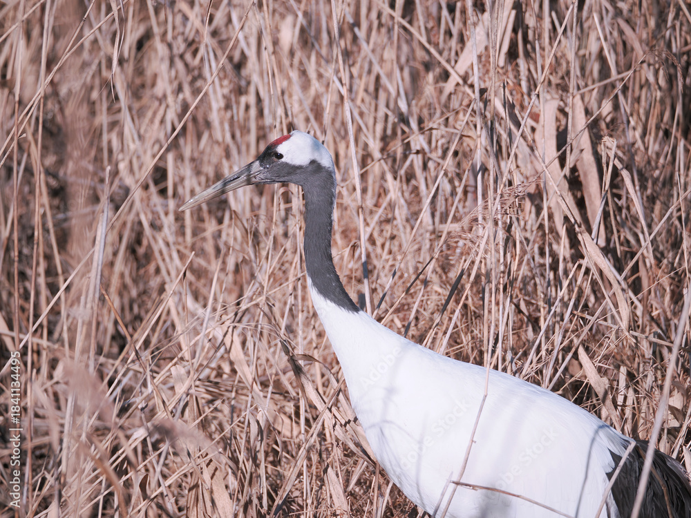 Fototapeta premium 丹頂鶴のクローズアップ