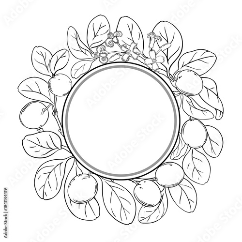 Ximenia Branch with Flowers, Berries and Leaves Outline Round Frame. Organic natural nutritional healthy food ingredient, vegetarian diet product. Vector isolated for design or decoration.