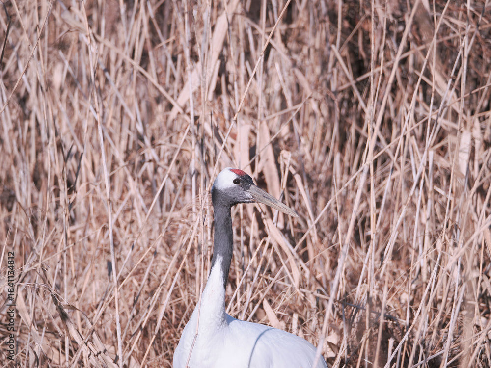 Fototapeta premium 丹頂鶴のクローズアップ
