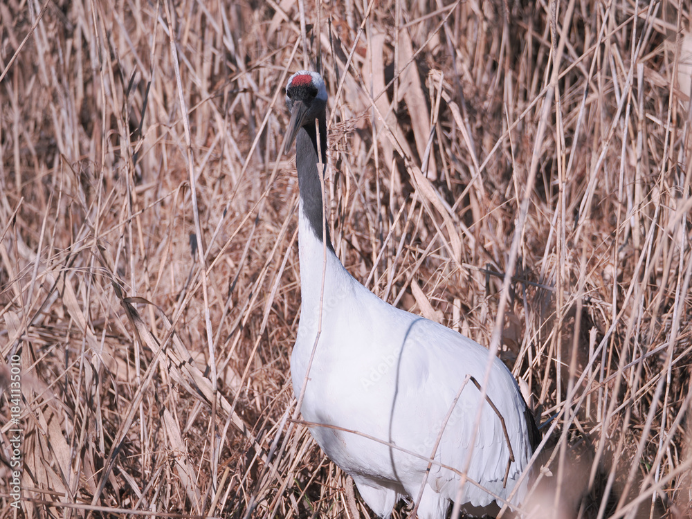Fototapeta premium 丹頂鶴のクローズアップ
