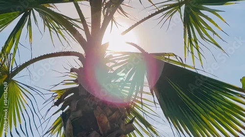 Tropical scene with sunlit palm tree lens flare vibrant green fronds against blue sky evoking summer vacation warmth outdoor relaxation