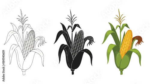 Three stylized corn illustrations in different stages of color completion on a white background