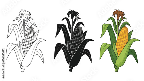 Three corn illustrations in different colors on a white background, showcasing line art, black and white, and colored versions.
