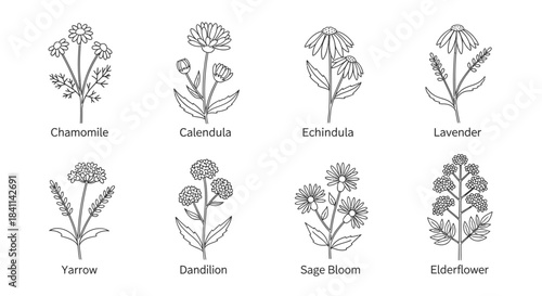 Chamomile, Calendula, Echinacea, Lavender, Yarrow, Dandelion, Sage Bloom, Elderflower Herbs Line Art