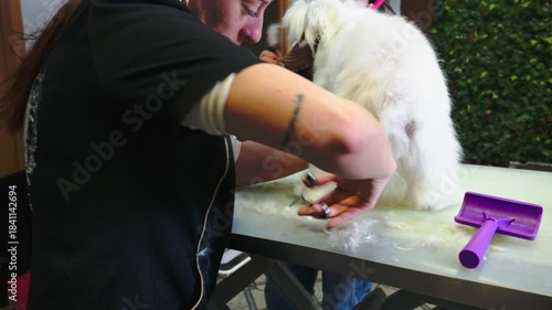 Professional woman groomer cutting a white maltese dog's fur