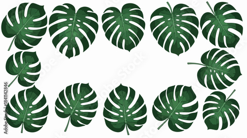 Collection of green monstera leaves arranged in two rows on a white background.