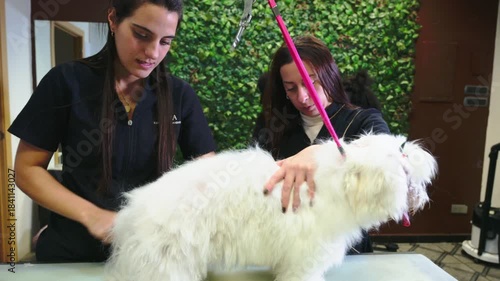 Professional women groomers brushing a fluffy white dog at a salon