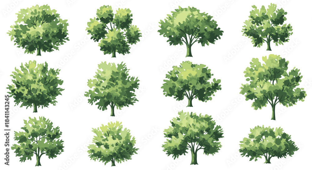 Fototapeta premium A diverse collection of twelve green trees with various shapes and foliage, illustrated and isolated on a white background.