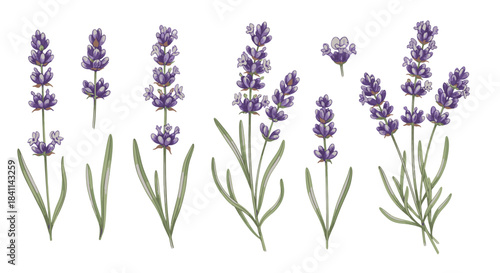 Watercolor illustration set of various lavender flowers and plants with green leaves on a white background.