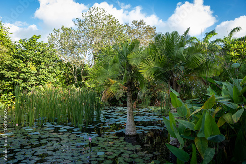 Green mangrove forest landscape with tropical plants, palm trees, reed and lotus flowers on the pond surface in Gardens by the Bay, Singapore. 
