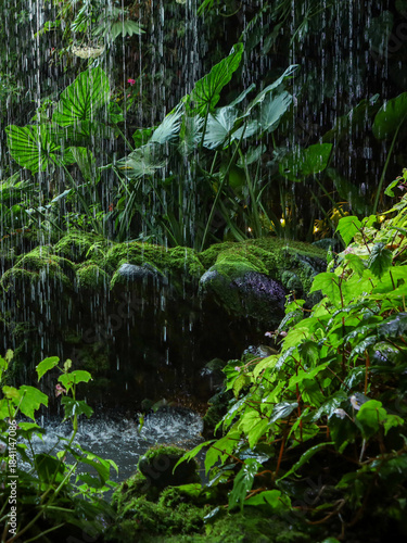 Lush green tropical rainforest vegetation in Cloud Forest, Singapore. 