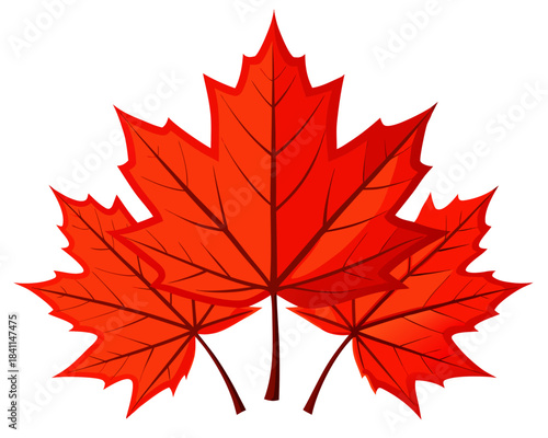 Maple leaf illustration for autumn Vector