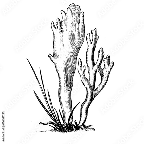 Vintage woodcut illustration of wood fungus.