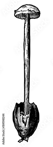 Vintage woodcut illustration of wood fungus.