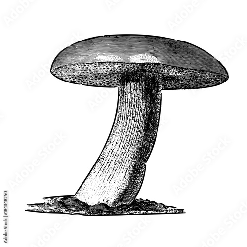 Vintage woodcut illustration of wood fungus.