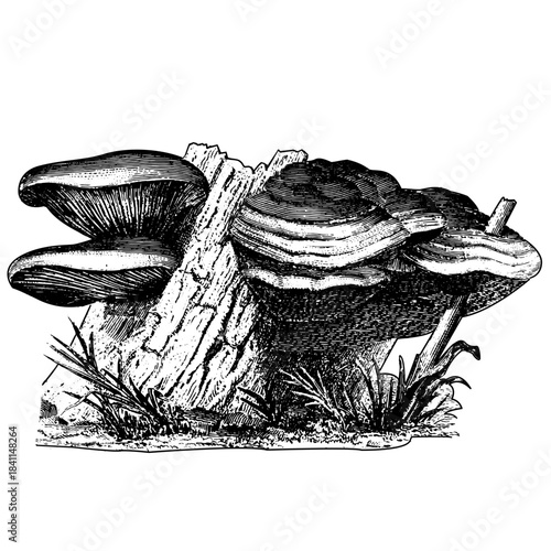 Vintage woodcut illustration of wood fungus.