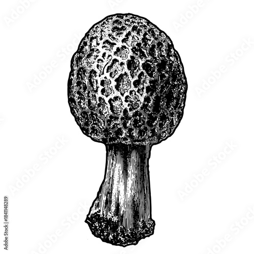 Vintage woodcut illustration of wood fungus.