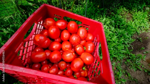 Lot of maturing Roma tomatoes hanging from vines and moving camera toward milk crate full of freshly harvested ripe plum tomatoes