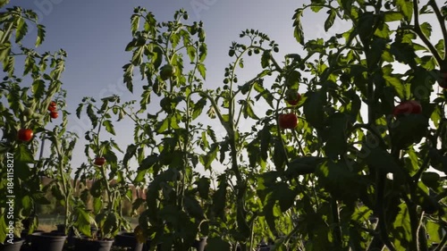 Growing tomatoes in a community garden at sunset with vibrant plants and ripe fruit