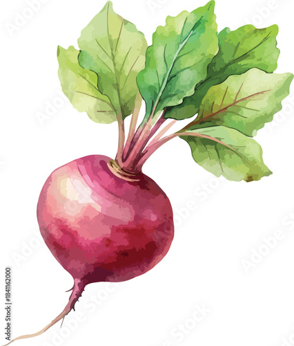 Organic Beetroot with Leaves Rustic Botanical Hand Painted Watercolor Vector Illustration