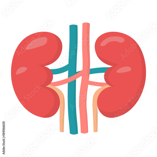 Isolated illustration of a pair of human kidney organs for advertising purposes, banners, health education images about kidney health in health facilities.
