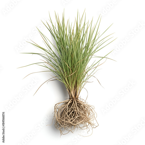 Mature darbha grass clump with roots on white