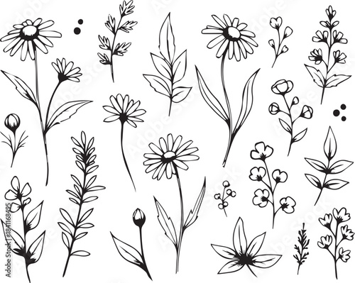 Delicate botanical illustration of wildflowers and grasses in a vintage black and white style