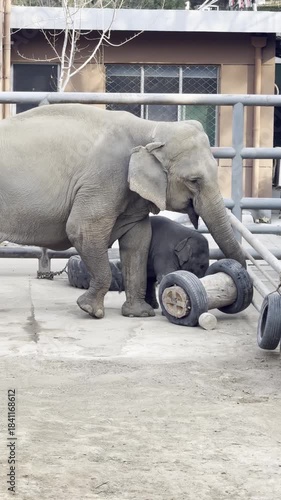 Mother elephant and calf interacting with enrichment toy in enclosure