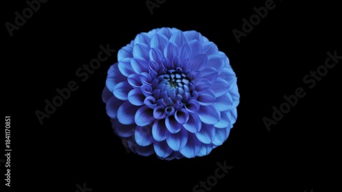 Blue Dahlia Flower Illustration | Detailed Botanical Bloom With Textured Petals.