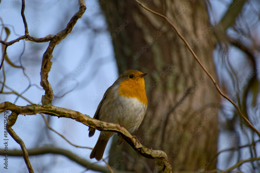 Fototapeta premium Delicate wildlife moment featuring a robin on a textured branch