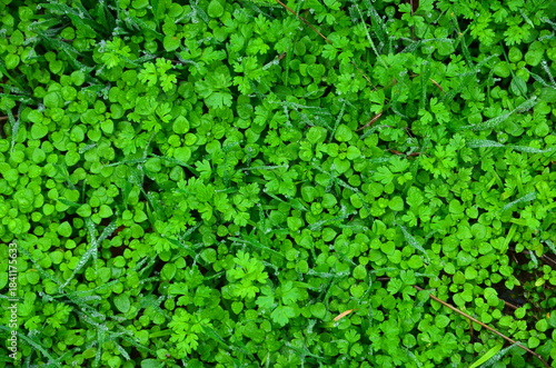 Wet grass of several types as a background.