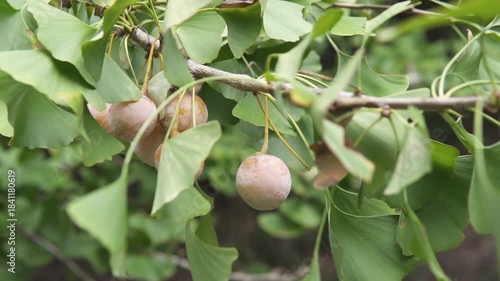 銀杏(ギンナン）