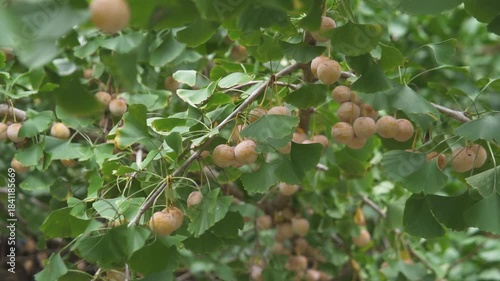 銀杏(ギンナン）