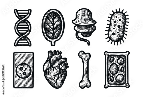 A set of monochrome hand-drawn icons depicting biological and anatomical elements like DNA, heart, bone, cells, and microbes, rendered in a detailed engraving style — stock vector.