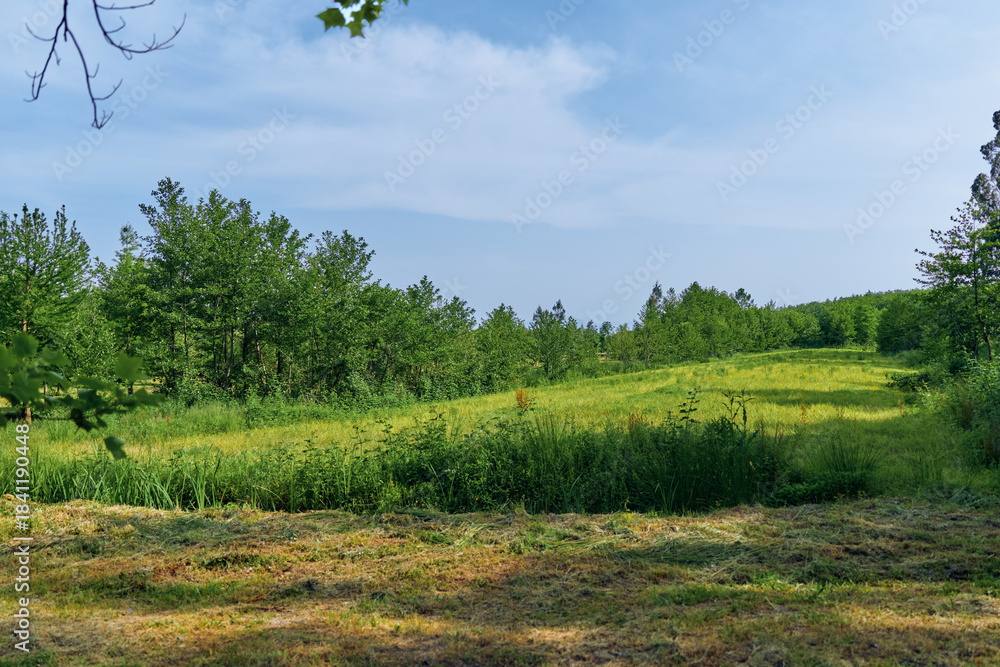 Naklejka premium Meadow field with tall grass and scattered trees under blue sky, nature scene in summer sunlight. Peaceful rural landscape with wildflowers, gentle hill and open green pasture.