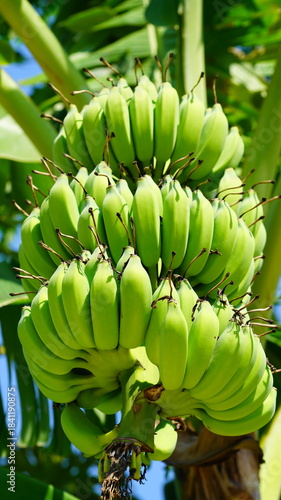 나무에 달린 수많은 바나나