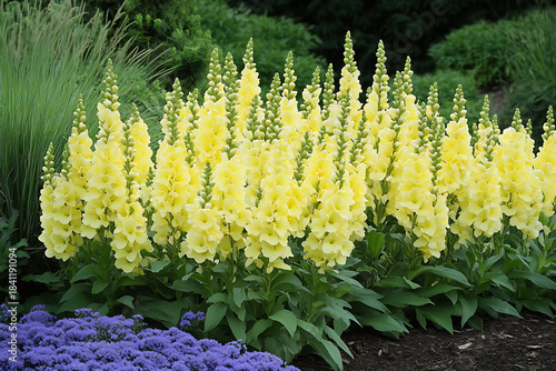Many yellow snapdragon flower spikes beautifully blooming together in garden with blue blossoms