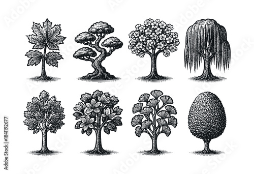 A diverse collection of eight distinct tree species and botanical elements rendered in a classic, detailed vintage engraving style, suitable for various design projects — stock vector.