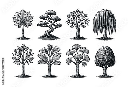 Eight unique trees are depicted in a classic hand-drawn etching style, showcasing diverse foliage and forms, on a clean white background — stock vector.