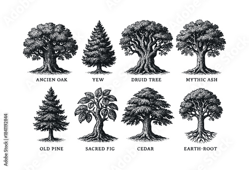 A set of eight distinct ancient, sacred, and mythical trees rendered in a classic woodcut or engraving style, isolated on white background — stock vector.