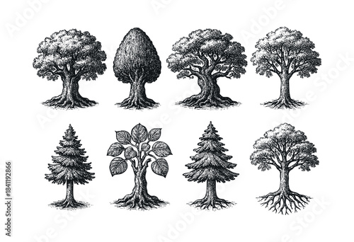 Set of detailed tree illustrations in a vintage engraved woodcut style, depicting different species including broadleaf and coniferous trees with visible roots — stock vector.