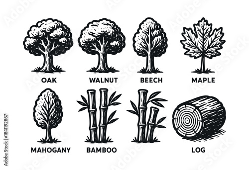 Black and white vector illustrations depicting various tree species including oak, walnut, beech, maple, mahogany, bamboo, and a cut log, all rendered in a distinct woodcut style — stock vector.