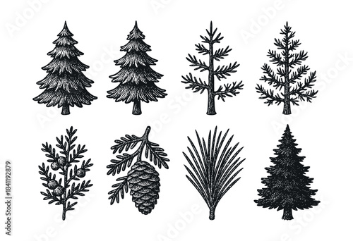 A collection of hand-drawn vintage style evergreen trees, pine branches, juniper, and a pinecone, rendered in black and white engraving style — stock vector.